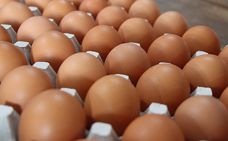 画像：忍野の地卵を使用したオムレツ