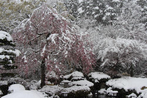 季節外れの雪.jpg