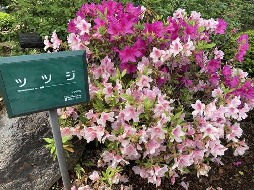 Azalea2.jpg