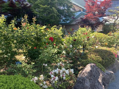 バラ06053.jpg