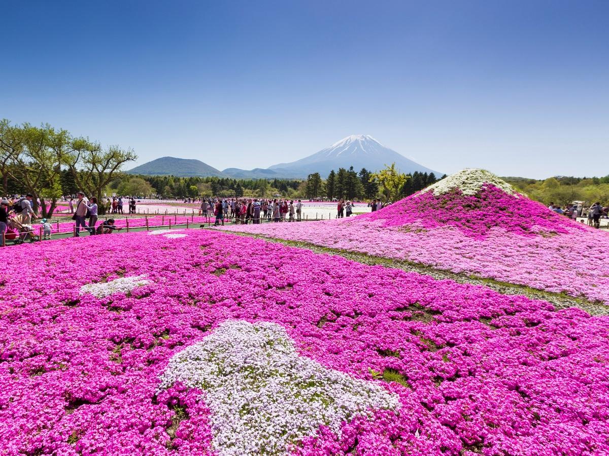 19富士芝桜まつり 4 13 5 26 開催 新着情報 富士山の見える温泉旅館 富士山温泉ホテル鐘山苑公式hp