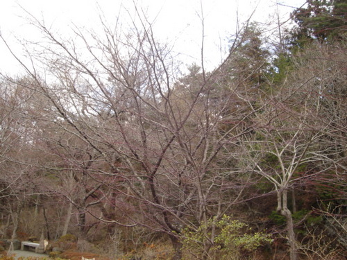富士五湖温泉　鐘山苑の庭園の【桜】