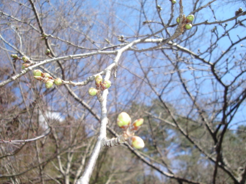 山梨県　温泉旅館　鐘山苑の館内の生花と桜開花情報