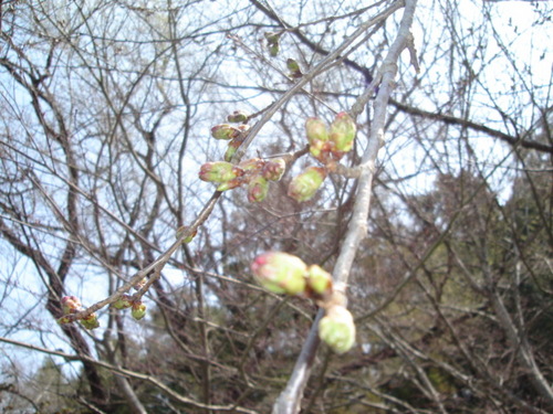 山梨県　温泉旅館　鐘山苑の庭園の桜開花情報と富士山