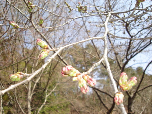 山梨県　温泉旅館　鐘山苑の庭園の【桜】と桜の豆知識！