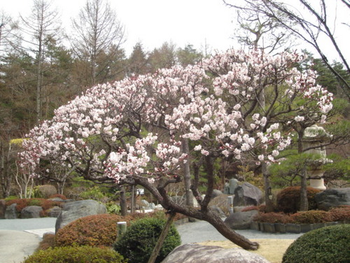富士五湖温泉　鐘山苑の庭園の【梅の花】
