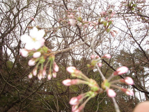 富士五湖温泉　鐘山苑の庭園の桜開花情報