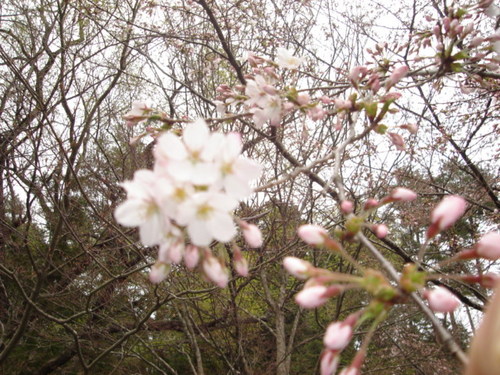 山梨県　温泉旅館　鐘山苑の庭園の桜開花状況