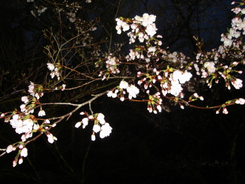 山梨県　温泉旅館　鐘山苑夜桜まつりの前日！