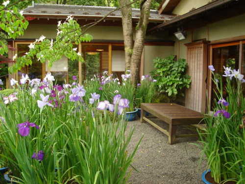 山梨県　温泉旅館　庭園の【花しょうぶ】