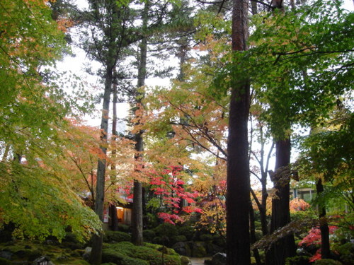 山梨県　温泉旅館　庭園の紅葉が色付きました。