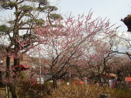 山梨県　温泉宿　春は・・・・