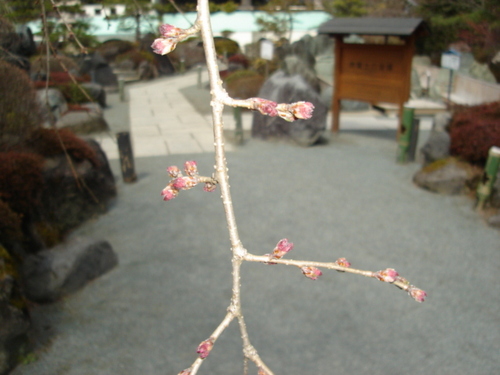 河口湖周辺　温泉宿　「桜の開花情報vol２」