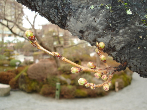 山梨県　温泉宿　桜の開花情報vol３