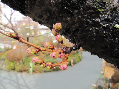 河口湖周辺　温泉宿　「桜の開花情報vol５」