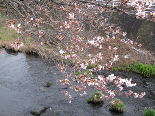 山梨県　温泉宿　「桜の開花情報vol６」