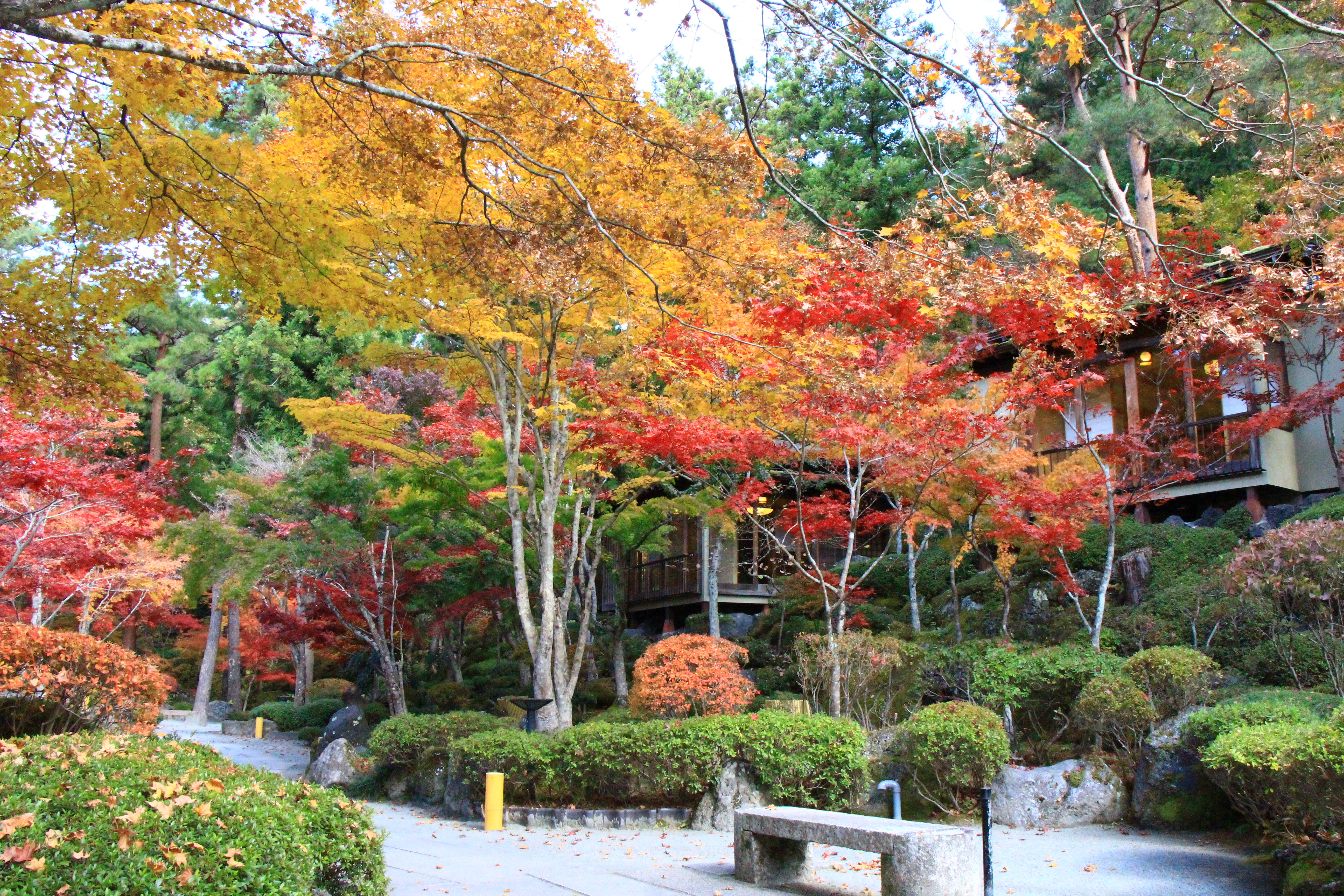 庭園の紅葉情報no 16 富士山温泉ホテル鐘山苑 新着情報 富士山の見える温泉旅館 富士山温泉ホテル鐘山苑公式hp