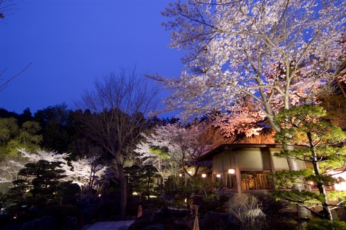 河口湖周辺温泉旅館　庭園の桜