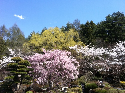 sakurazenkei2011.jpg