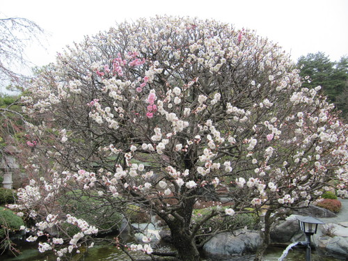 富士山温泉ホテル鐘山苑：庭園の梅