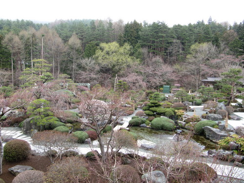 当館庭園の（桜）開花情報№３