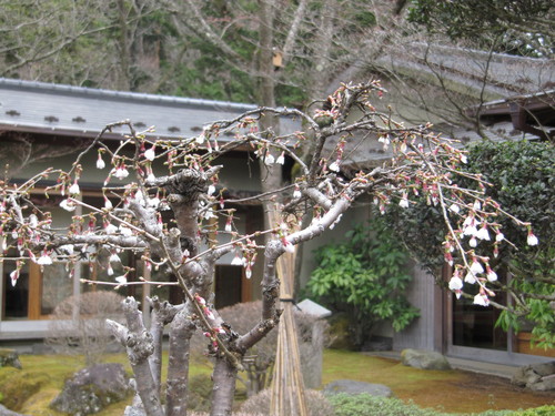 富士山温泉ホテル鐘山苑：庭園のフジザクラ