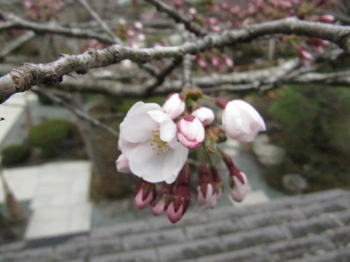 当館庭園の（桜）開花情報№４