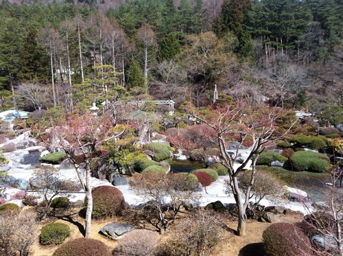 当館庭園の（桜）開花情報№１