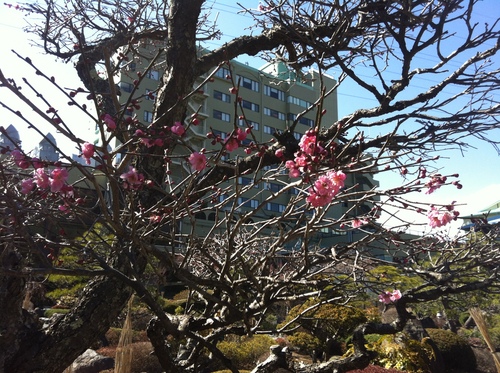 富士山温泉ホテル鐘山苑：庭園のコウバイ