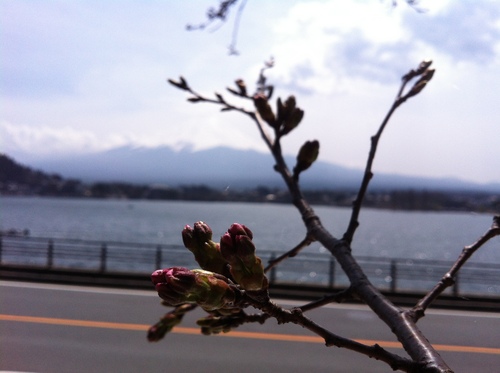 河口湖湖畔の桜