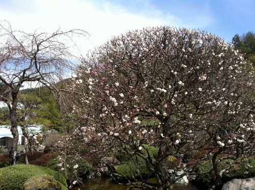 当館庭園の（桜）開花情報№２