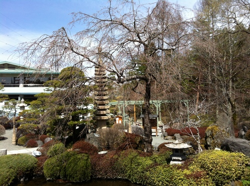 富士山温泉ホテル鐘山苑：庭園のシダレザクラ