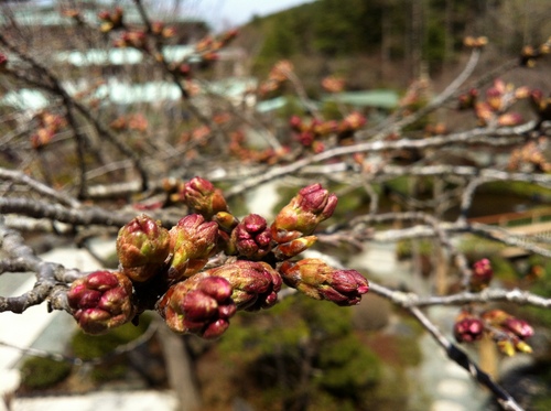 富士山温泉ホテル鐘山苑：庭園のソメイヨシノ