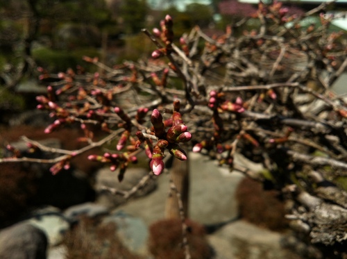 富士山温泉ホテル鐘山苑：庭園のフジザクラ