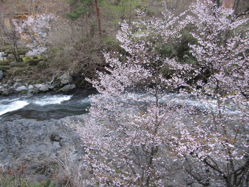 富士山温泉ホテル鐘山苑：庭園のフジザクラ