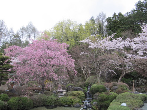 富士山温泉ホテル鐘山苑：庭園の桜