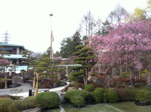 富士山温泉ホテル鐘山苑：庭園のシダレザクラ