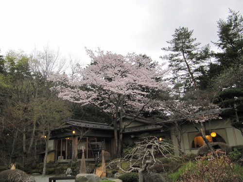 富士山温泉ホテル鐘山苑：庭園のソメイヨシノ