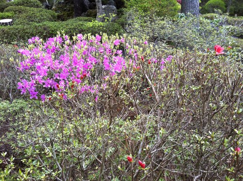 富士山温泉ホテル鐘山苑：庭園のツツジ