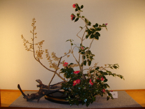 tubaki_2007.JPG