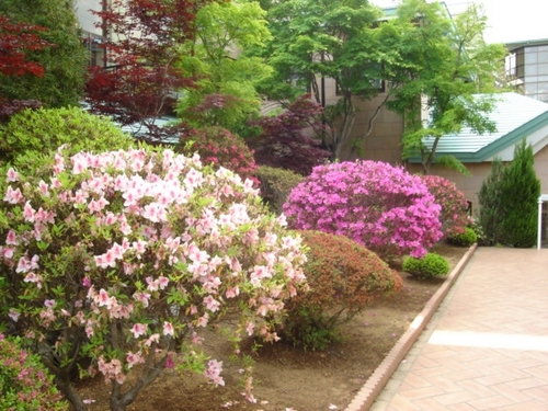 富士五湖温泉　鐘山苑の庭園の【つつじ】