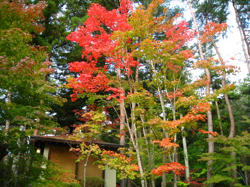 庭園の紅葉情報　vol４｜富士山温泉ホテル鐘山苑