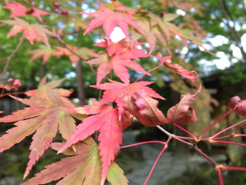 庭園の紅葉情報　vol２｜富士山温泉ホテル鐘山苑