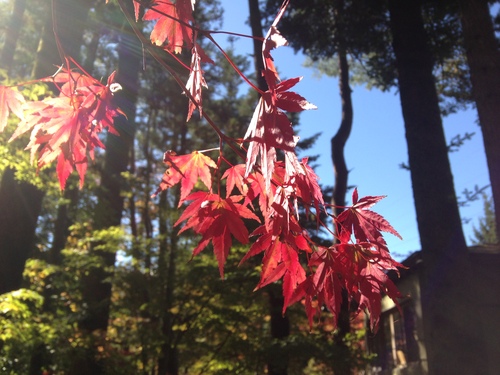 平成２４年１０月２４日の庭園