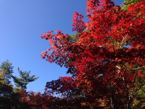 平成２４年１０月２４日の庭園