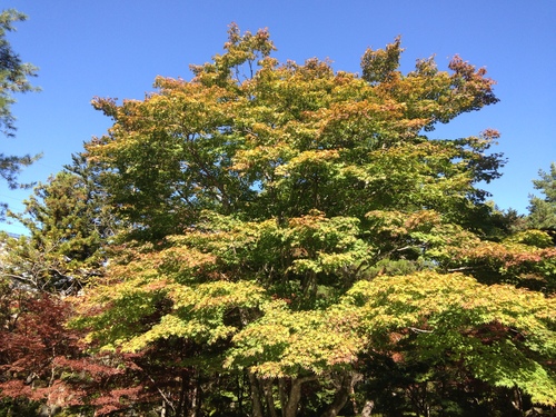 平成２４年１０月２４日の庭園