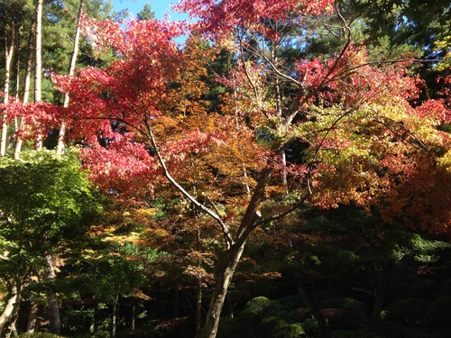 平成２４年１０月２４日の庭園