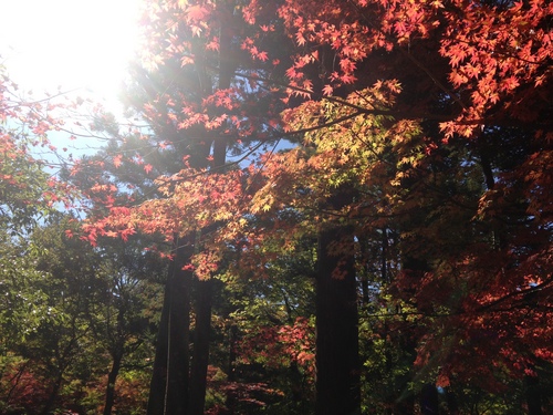 平成２４年１０月２４日の庭園