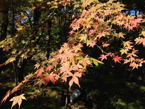 平成２４年１０月２９日の庭園