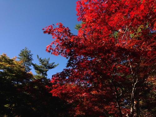 平成２４年１０月２９日の庭園